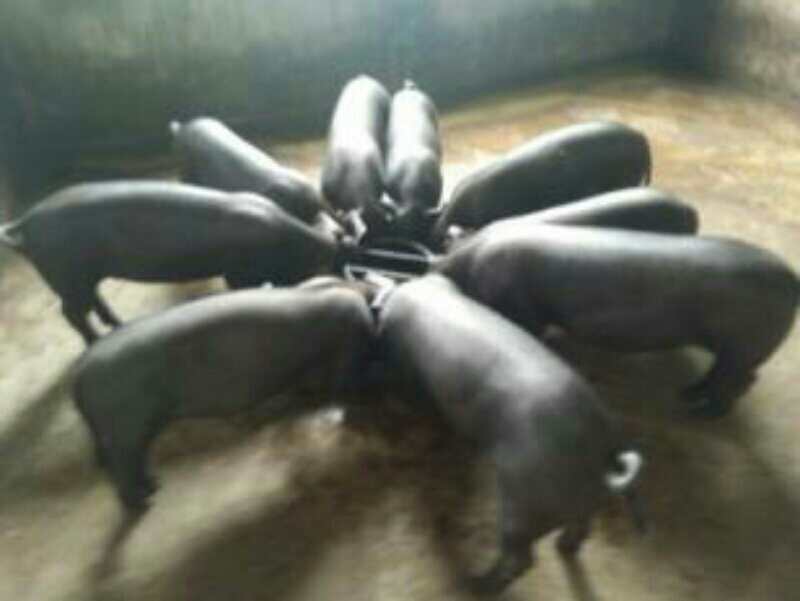 “保山猪”，又名保山大耳猪，是云南省西南地区影响较大