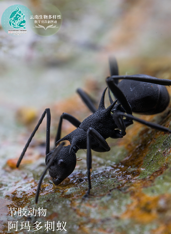 【云南生物多样性数字化百科图谱】阿玛多刺蚁：会“喷毒”很另类，自带重金属朋克风，这样的蚂蚁见过吗？
