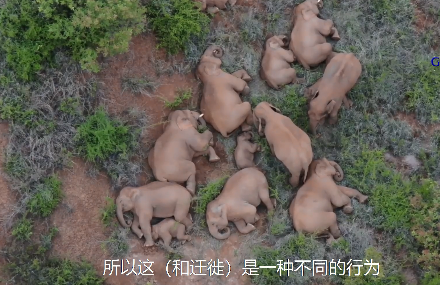 国际知名大象保护专家：“中国这两点做到了优秀！”