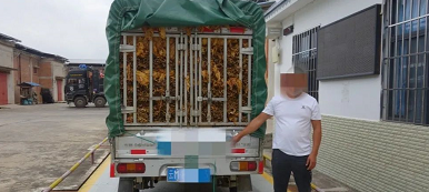 双江公安查破两起非法经营案， 查获初烤烟叶3.45吨