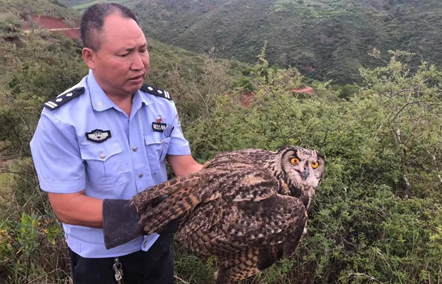 民警救助国家二级保护动物——雕鸮