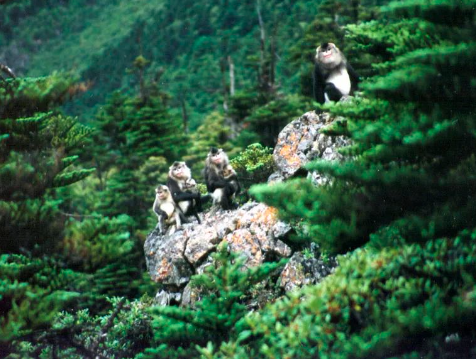 云南白马雪山国家级自然保护区