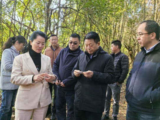 中国工程院王汉中院士团队调研云之凰 千亩有机灵芝基地