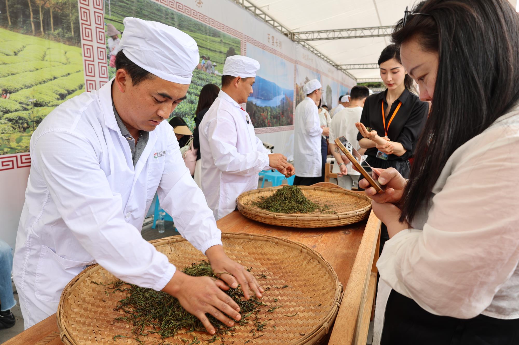云南凤庆：相约春天里共谱“新茶经”