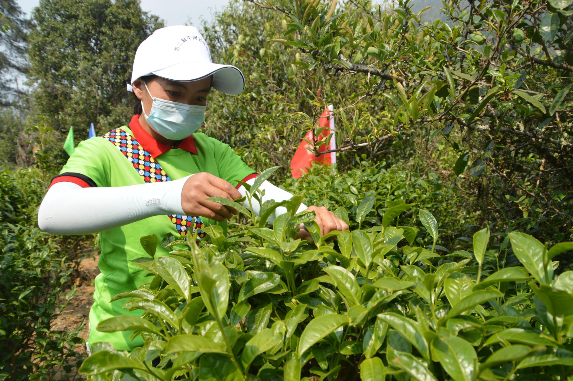 云南凤庆县以斗茶比赛为动能推动茶业高质量发展