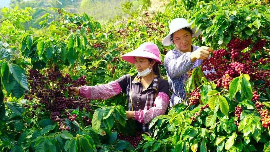 展商推荐 | 高晟咖啡庄园：打造全产业链咖啡标杆！