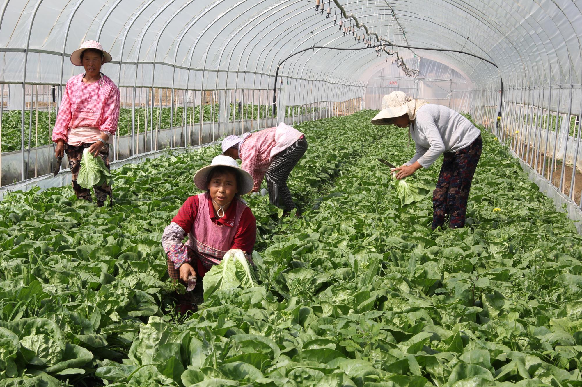 云南祥云县建好蔬菜大棚促增收