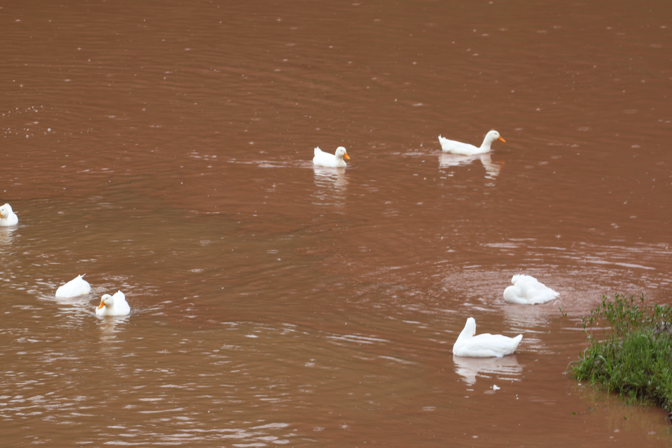 “百万重金求孕”不可信