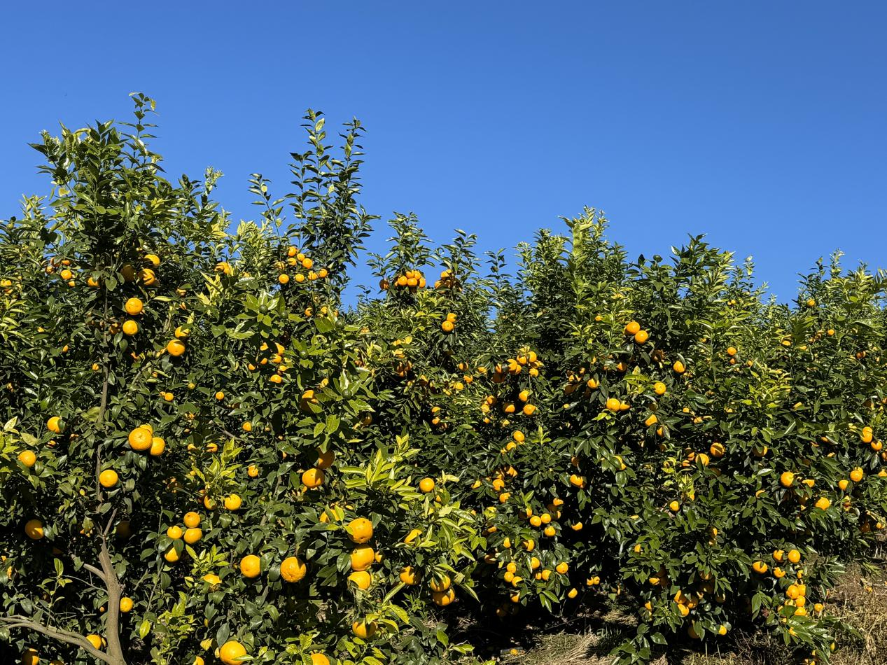 云南凤庆：以水为媒，以智赋能，绘就乡村振兴新时代画卷