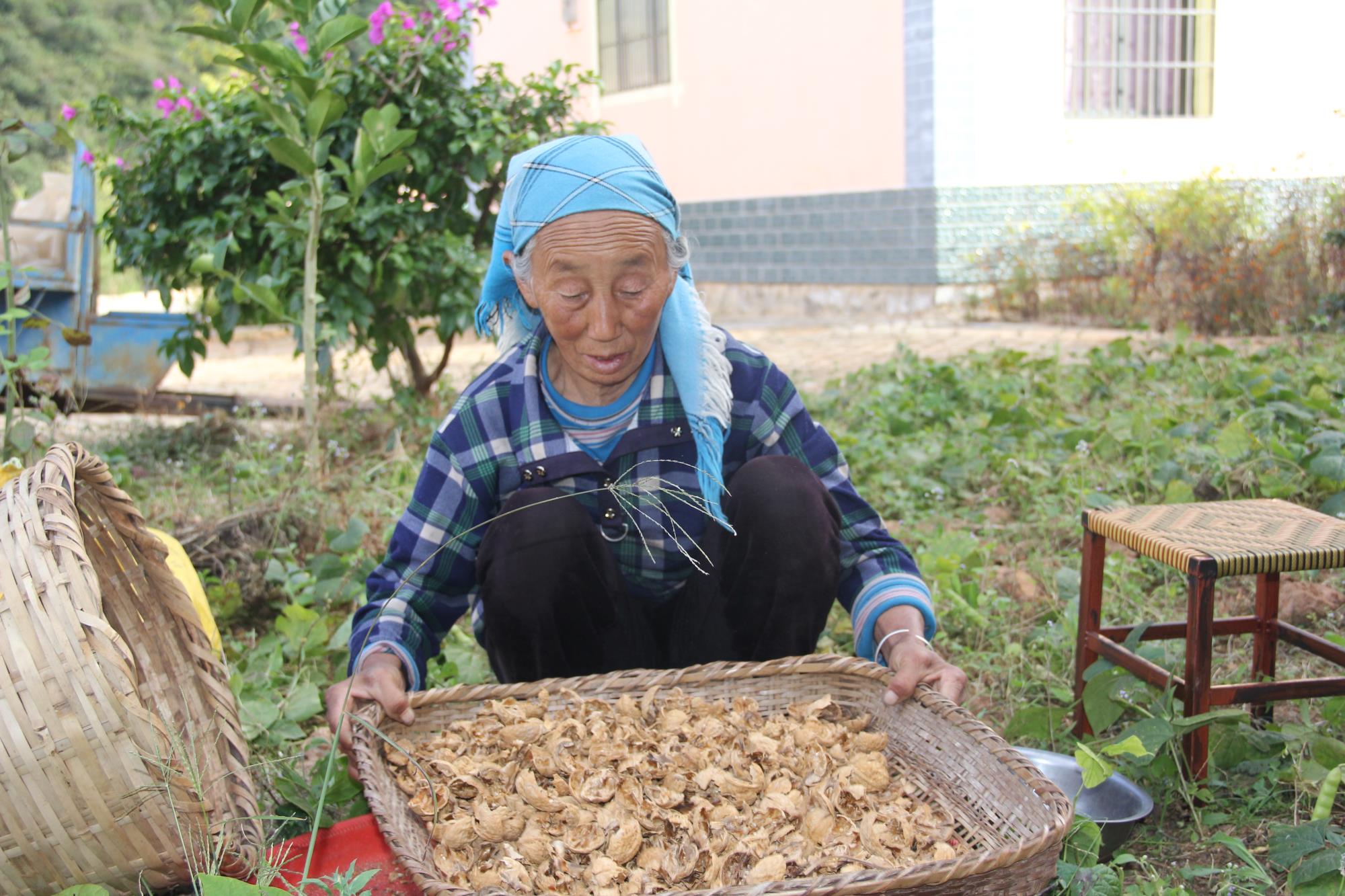 云南祥云县创新产业发展模式推进高原特色农业发展拓宽农民持续增收渠道
