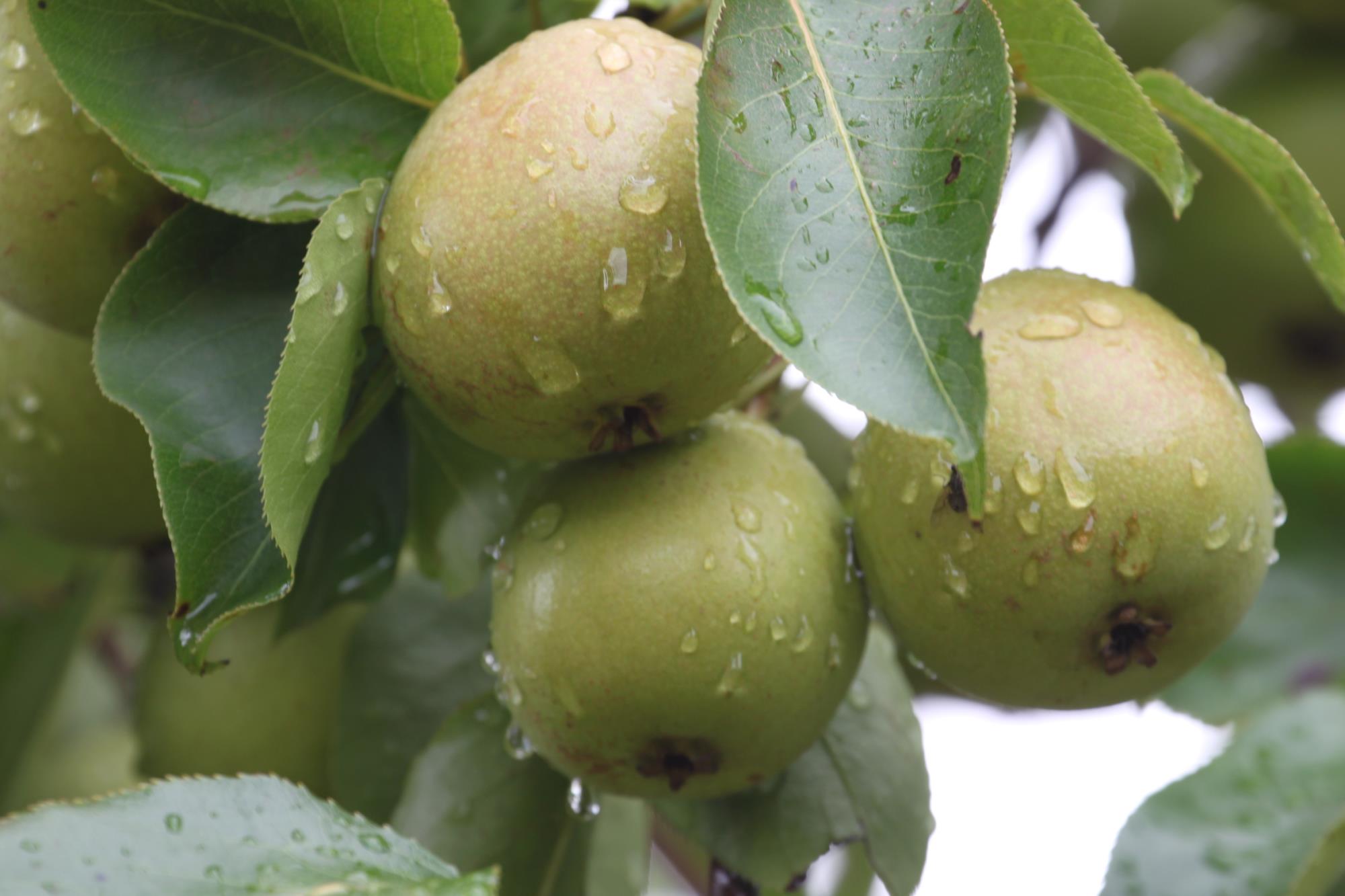 云南祥云县培育地理标志品牌助力红梨产业快速发展