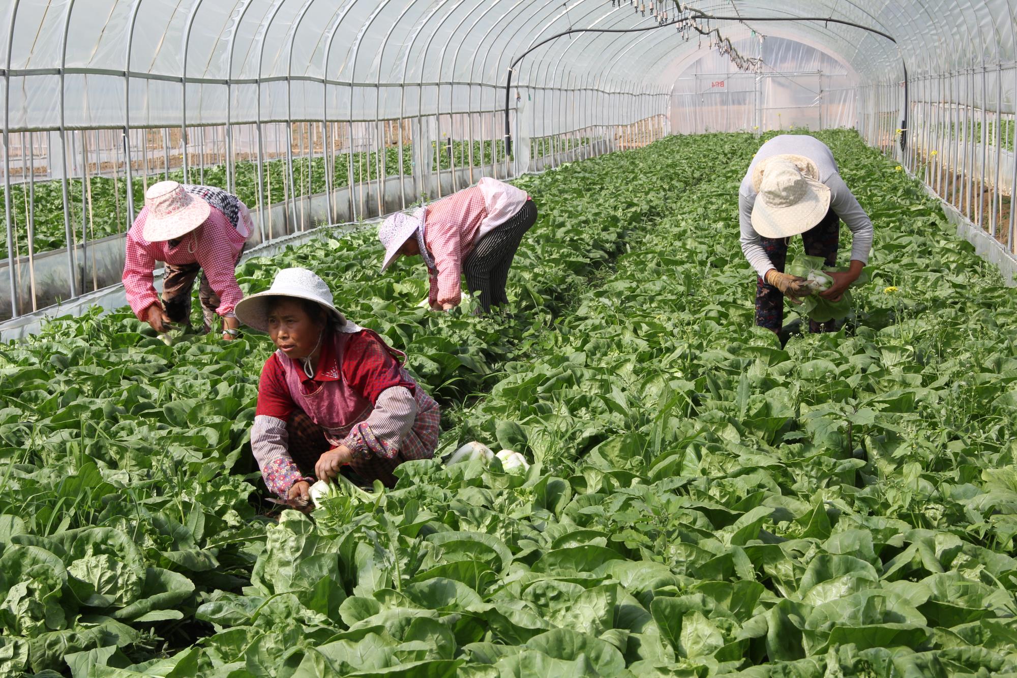 云南祥云县持续开发就业岗位促进农村群众增收