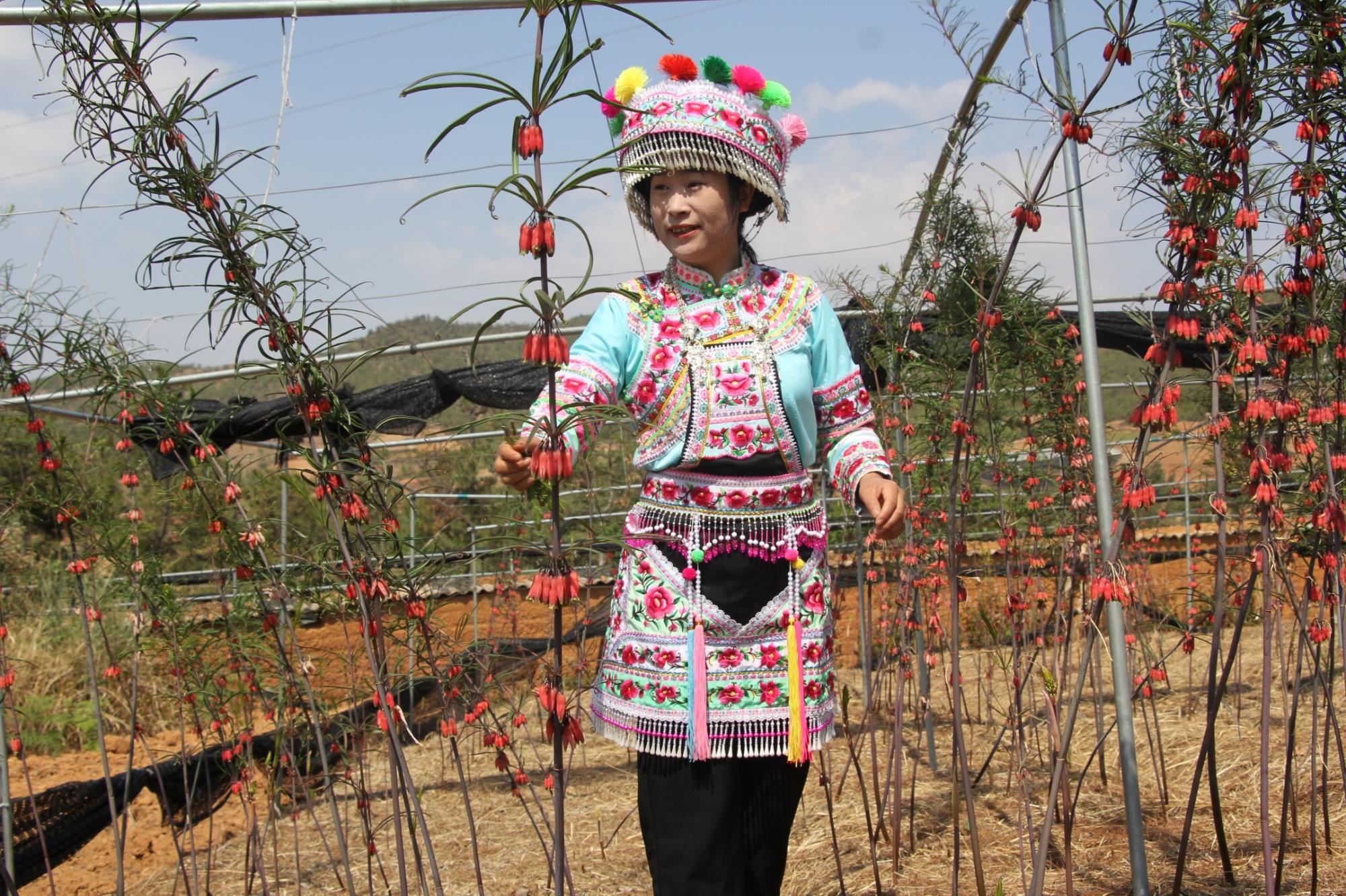 云南祥云县依托资源优势发展林下经济