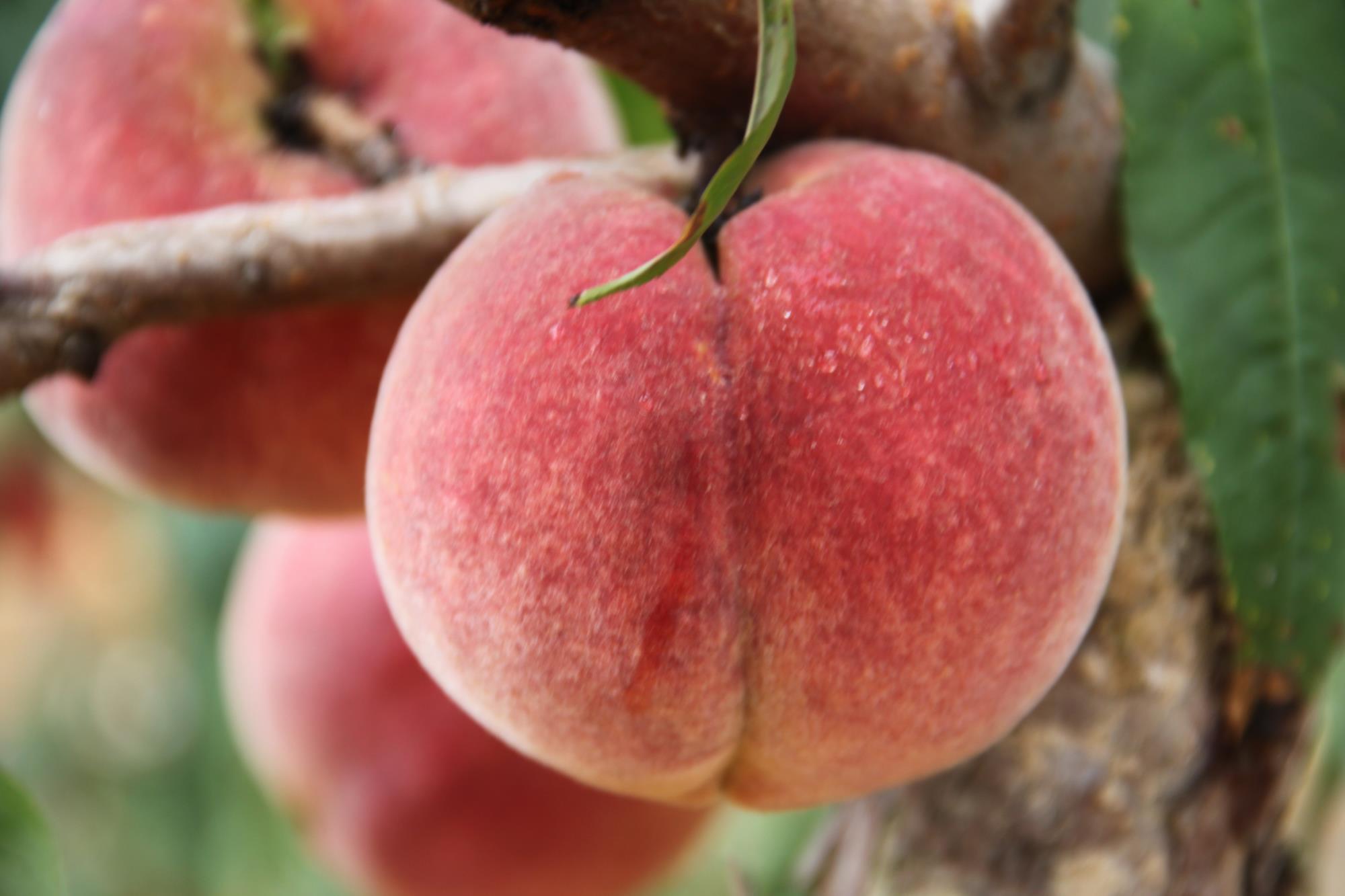 云南祥云县冬桃走俏市场拓宽群众增收致富路