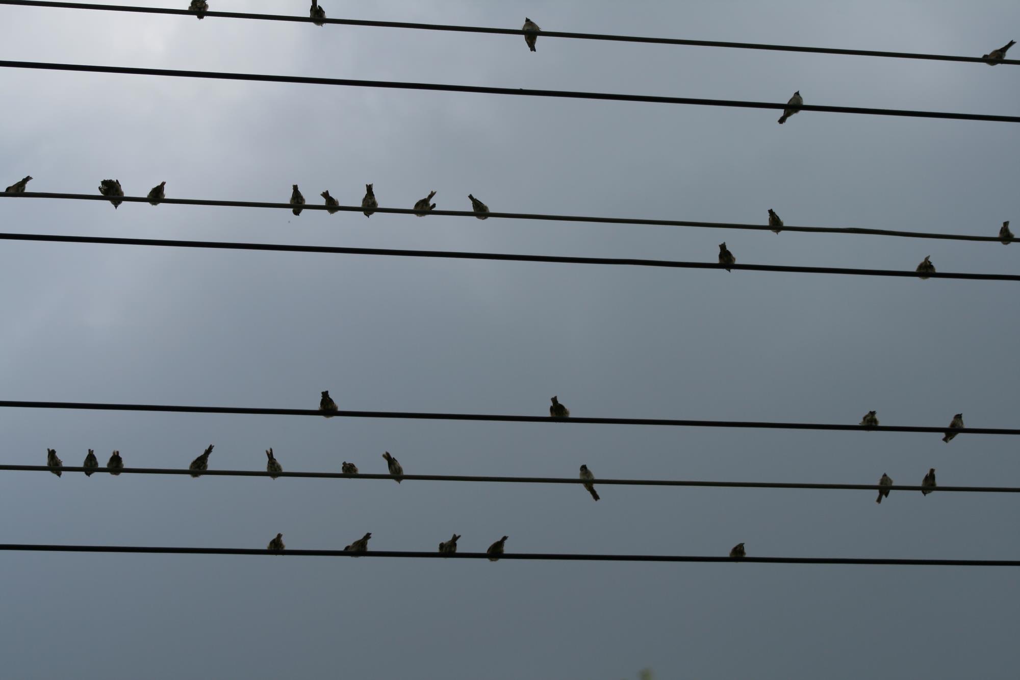 云南祥云县因情施策开展生物多样性保护工作