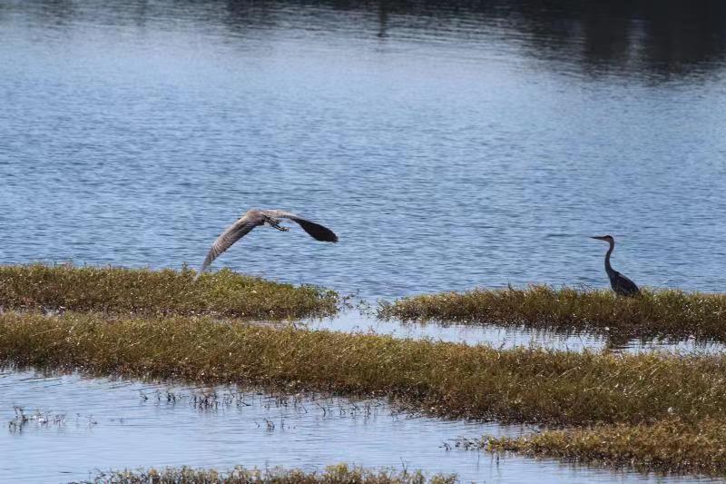 云南祥云县加速湿地建设留住美丽乡愁