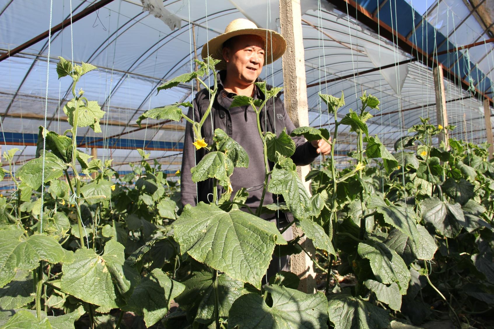 云南祥云县大棚经济促增效助增收