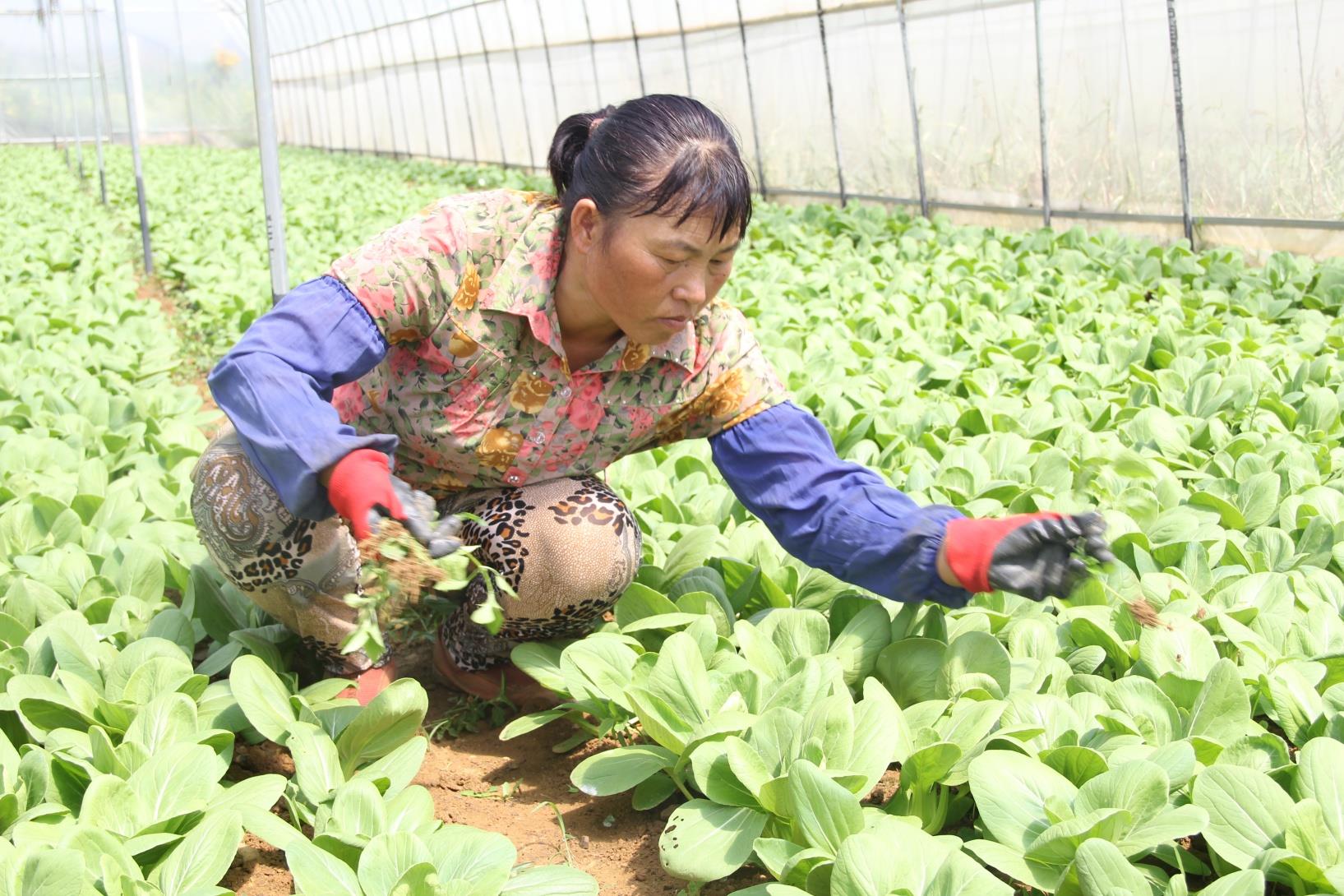 云南祥云县做强大棚种植业联农带农促增收