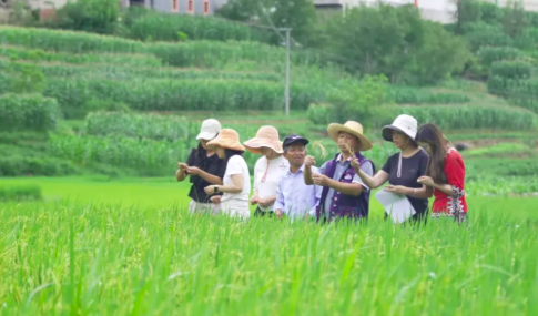 云南科特派 | 墨江团·焕新紫谷做强紫色产业