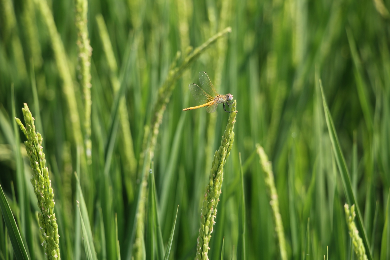 云南祥云县村企合作培植优质水稻助力村民增收