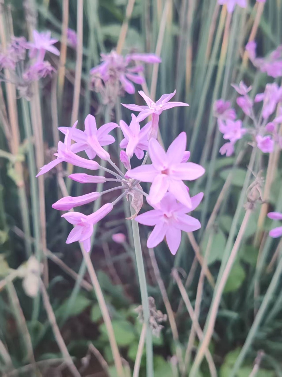 云南祥云县品牌战略助力乡村振兴