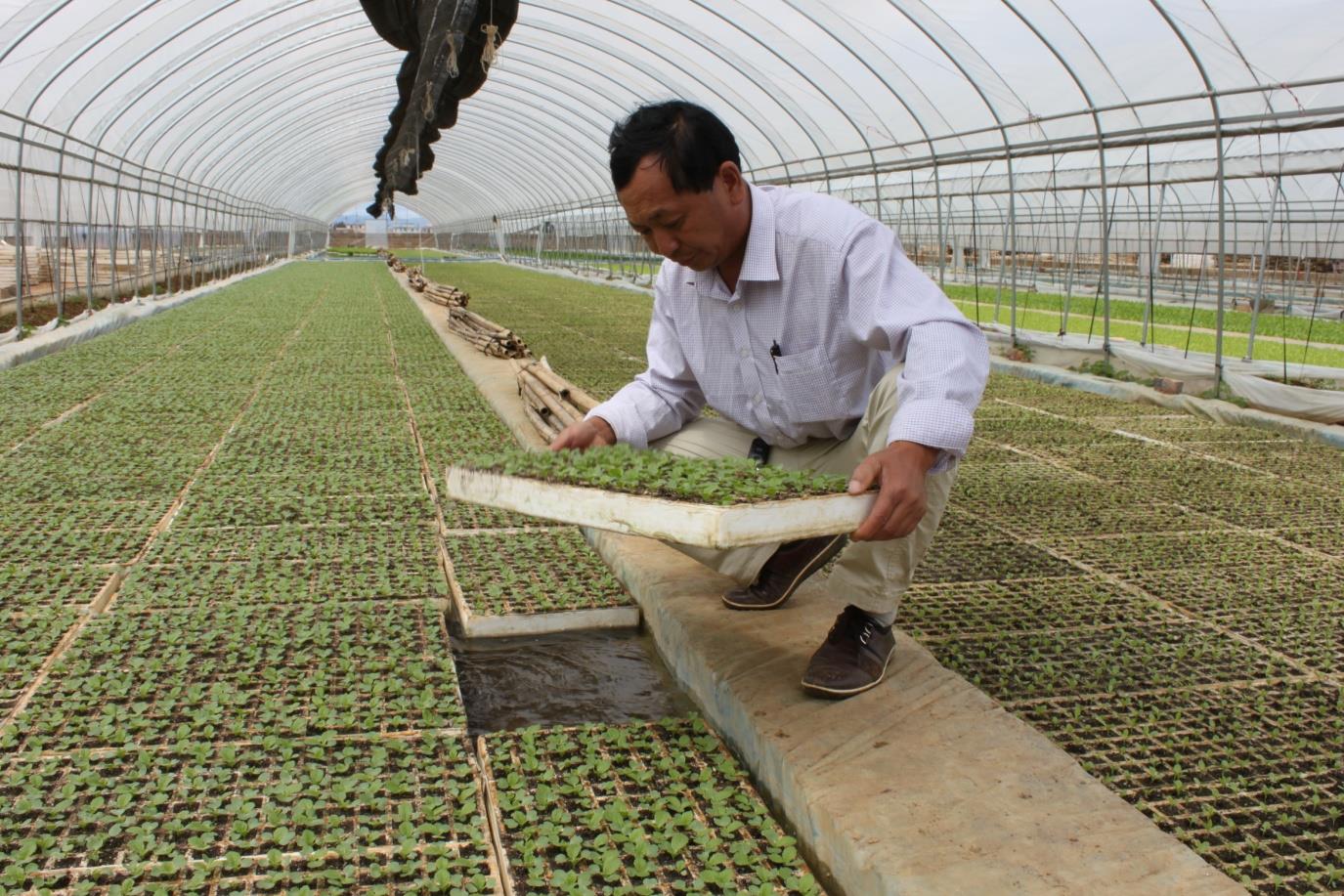 云南祥云县棚膜经济促增效助增收