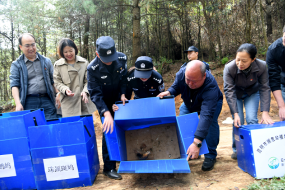 163只鸟儿重返山林！云南“爱鸟周”放归活动在昆明举行