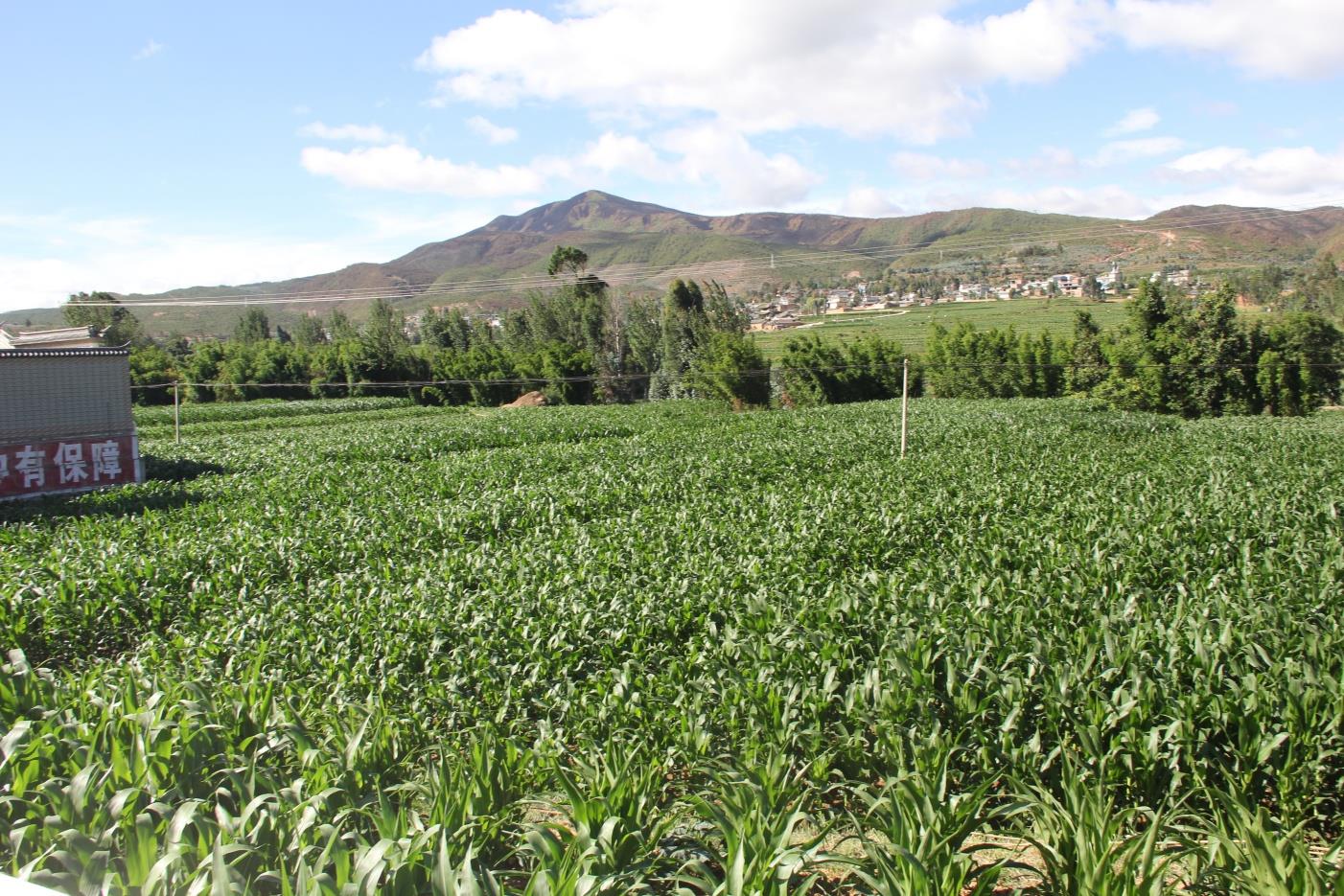 云南祥云县探索土地流转新径拓宽增收渠道