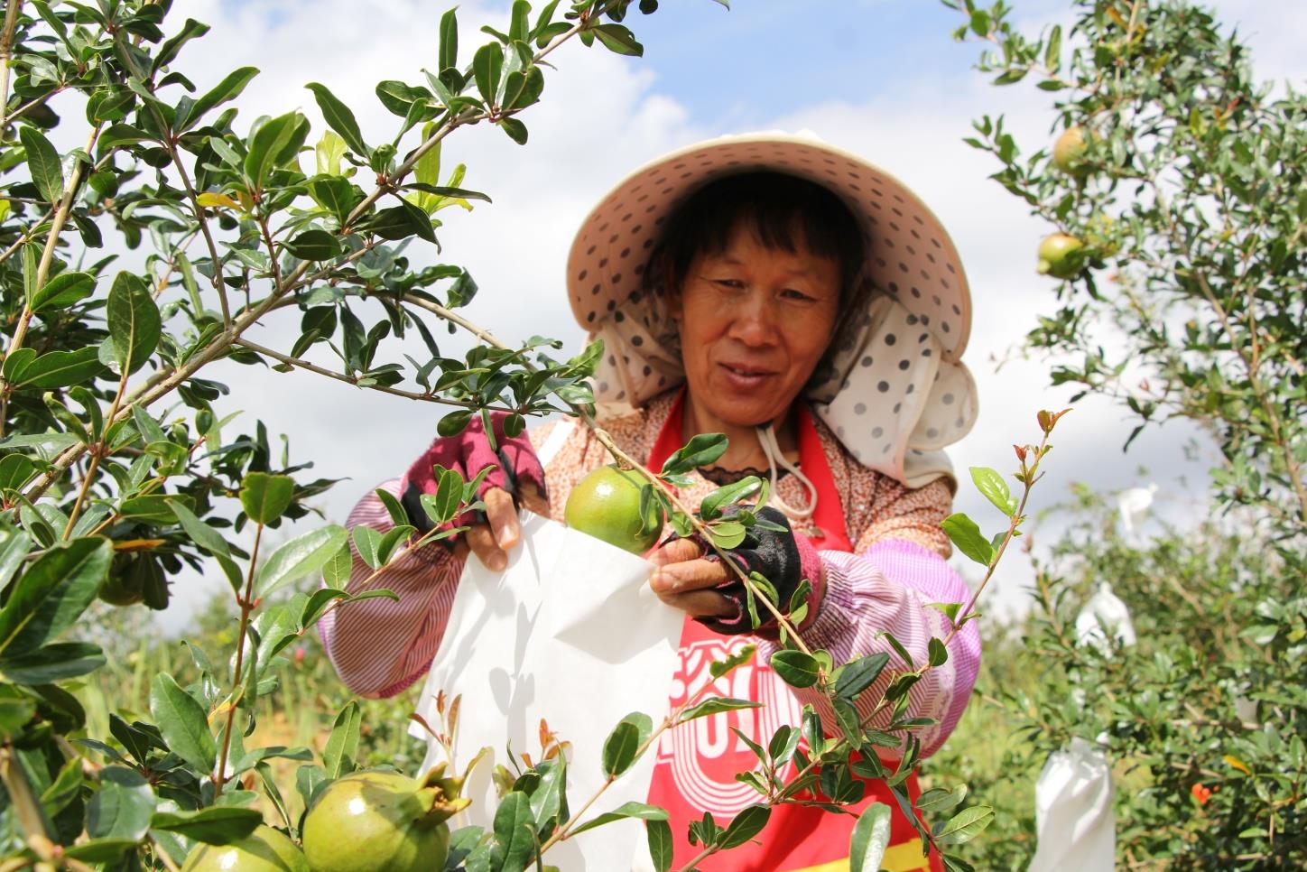 云南祥云县水果错峰上市抢商机