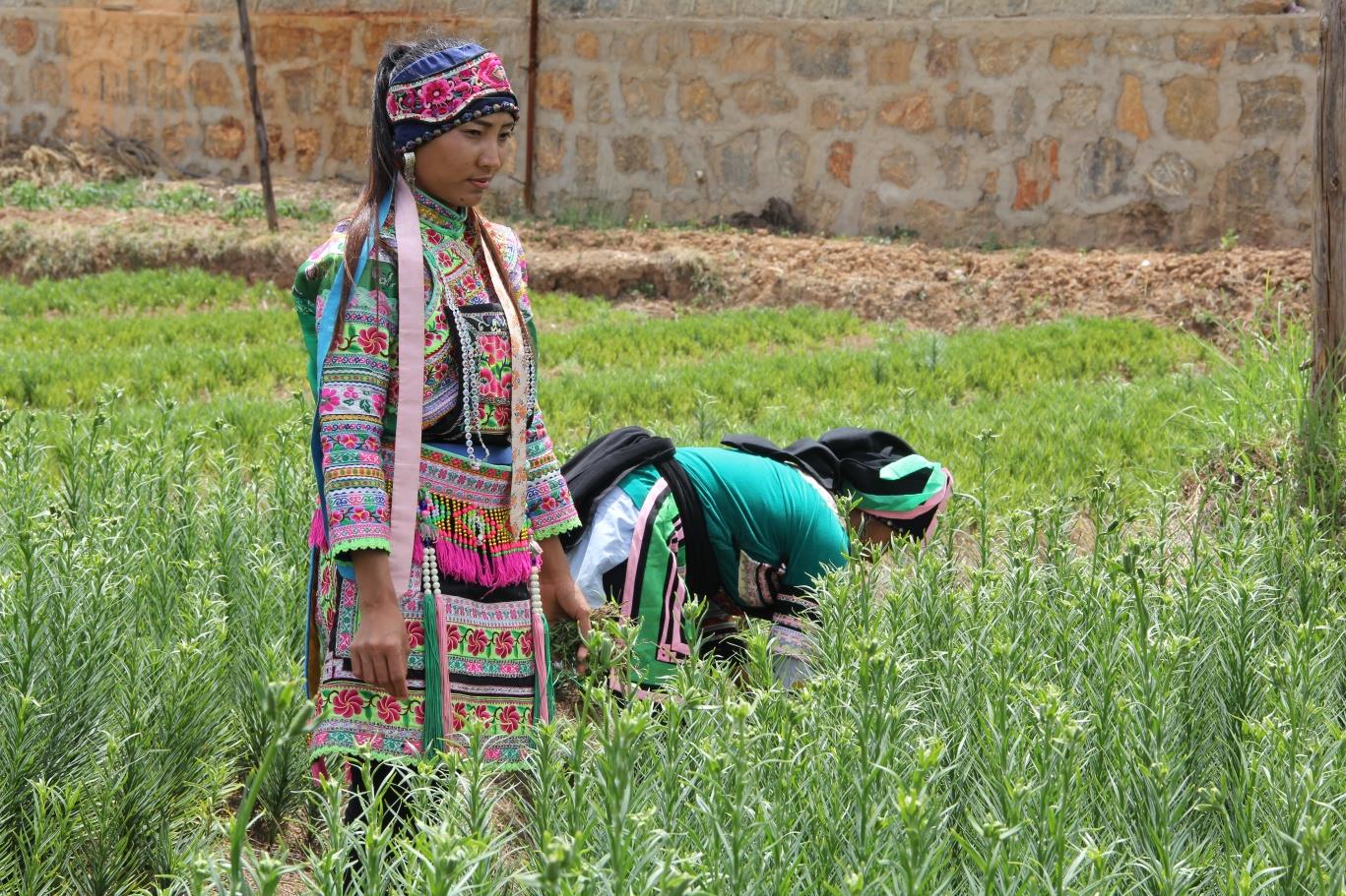 云南祥云县全力推进林下经济多元发展