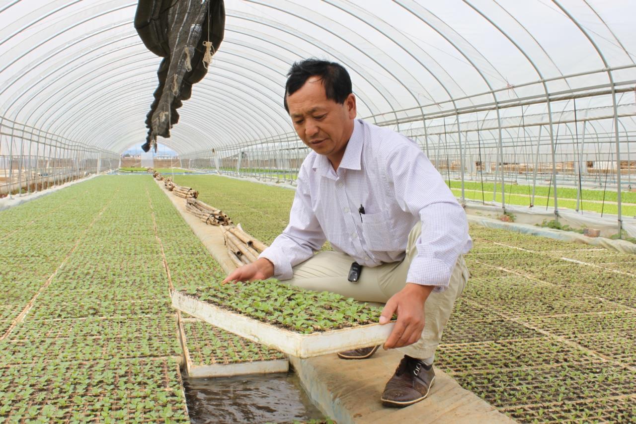 云南祥云县培育大棚种植业联农带农促增收