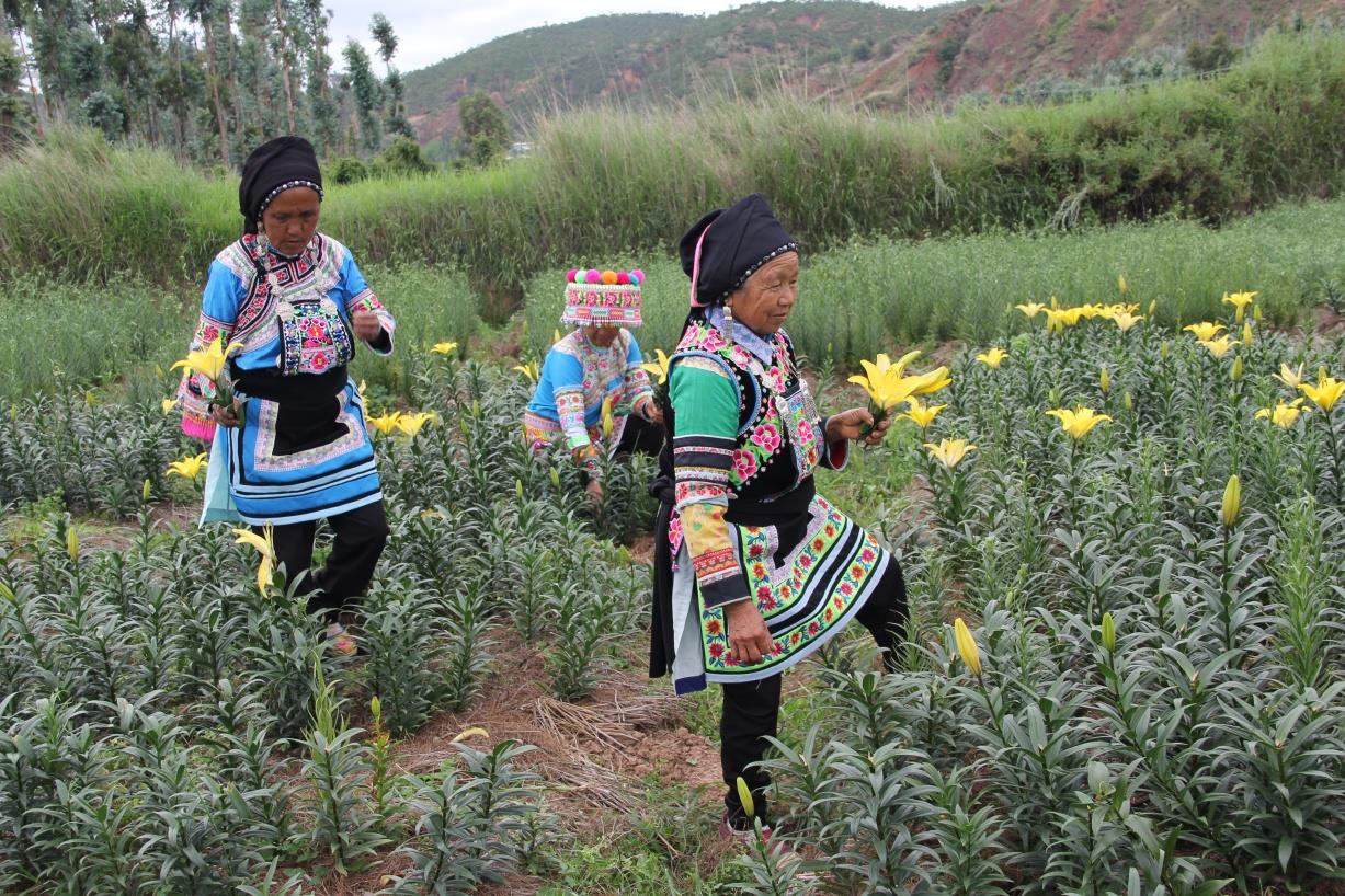 云南祥云县做强农业园艺助力群众增收