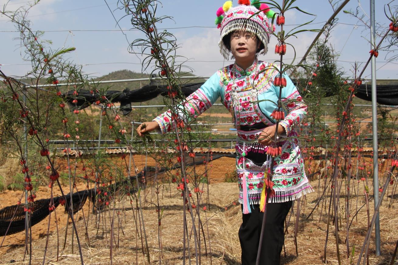 云南祥云县全力推动农业产业化快速发展