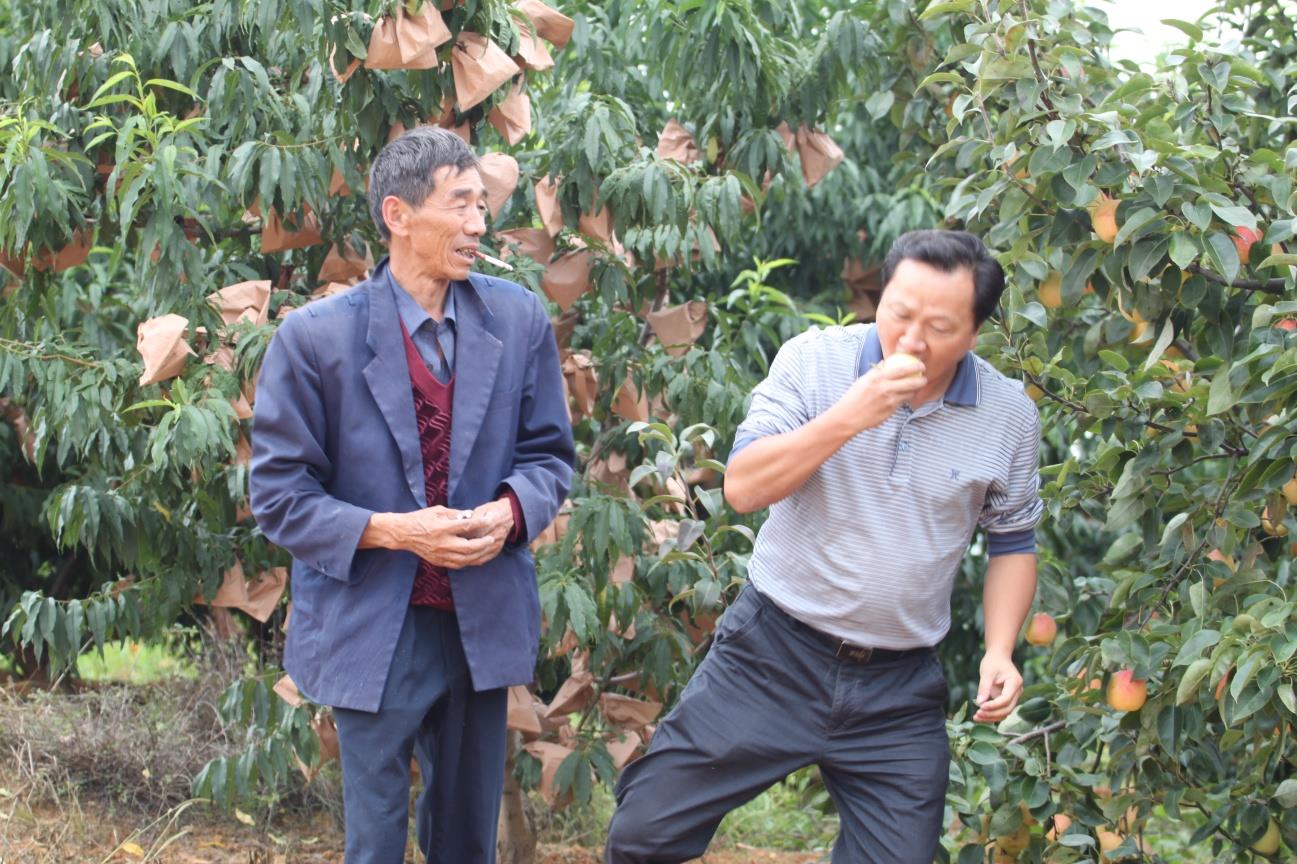 云南祥云县培植红梨产业助农增收