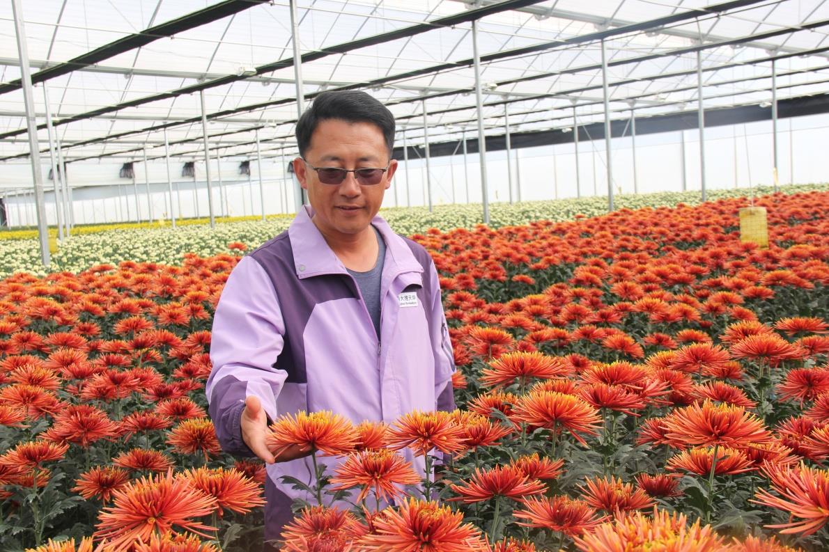 云南祥云县园艺事业为乡村振兴带来活力