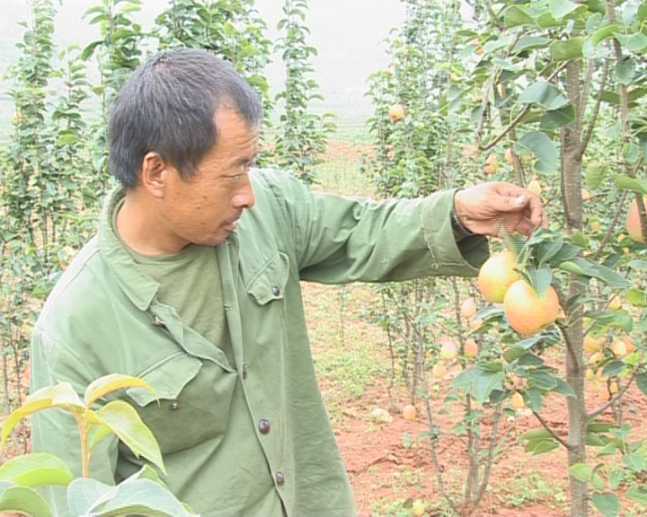 云南祥云县种植红梨助农增收