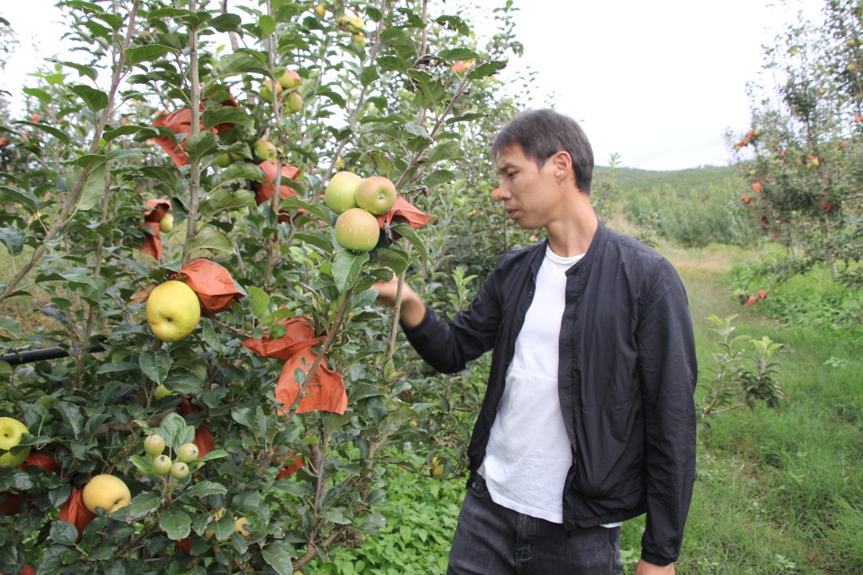 云南祥云县晚熟苹果错峰上市促增收